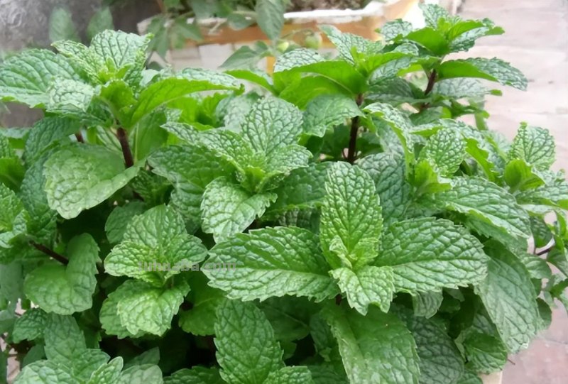 10种“省心菜”，适合家庭小菜园，可以重复采收，蔬菜涨价也不怕