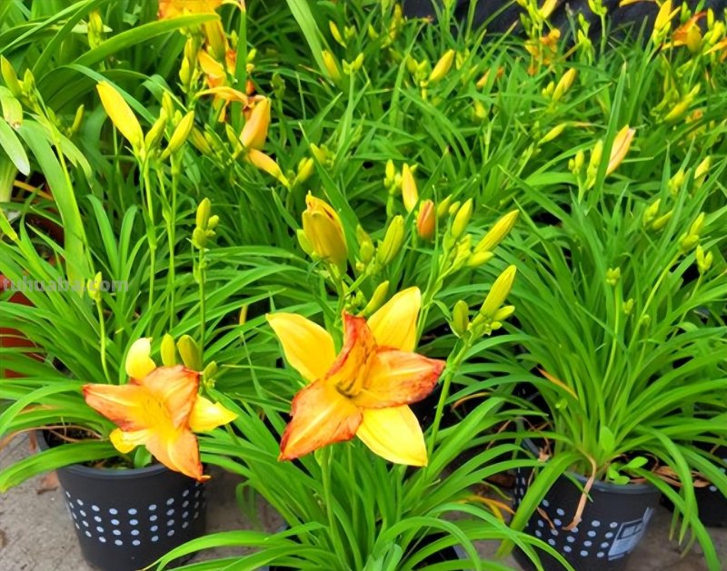 10种“省心菜”，适合家庭小菜园，可以重复采收，蔬菜涨价也不怕