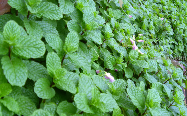 10种“省心菜”，适合家庭小菜园，可以重复采收，蔬菜涨价也不怕