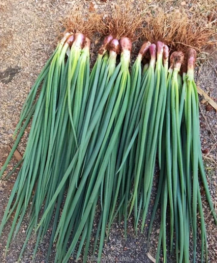 10种“省心菜”，适合家庭小菜园，可以重复采收，蔬菜涨价也不怕