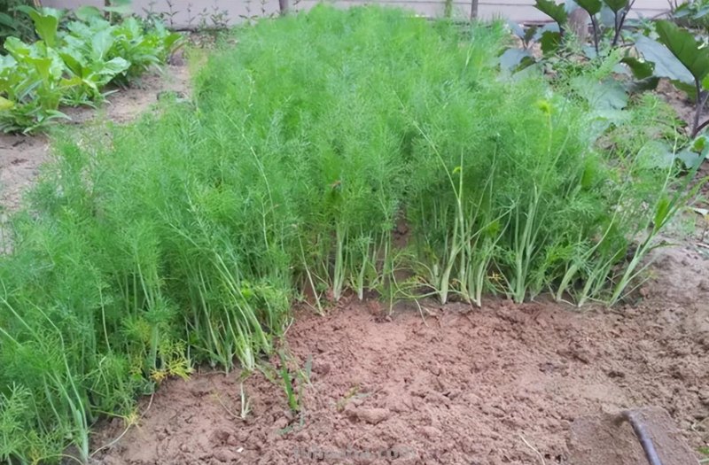 10种“省心菜”，适合家庭小菜园，可以重复采收，蔬菜涨价也不怕