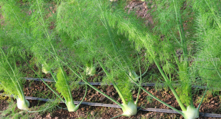 10种“省心菜”，适合家庭小菜园，可以重复采收，蔬菜涨价也不怕