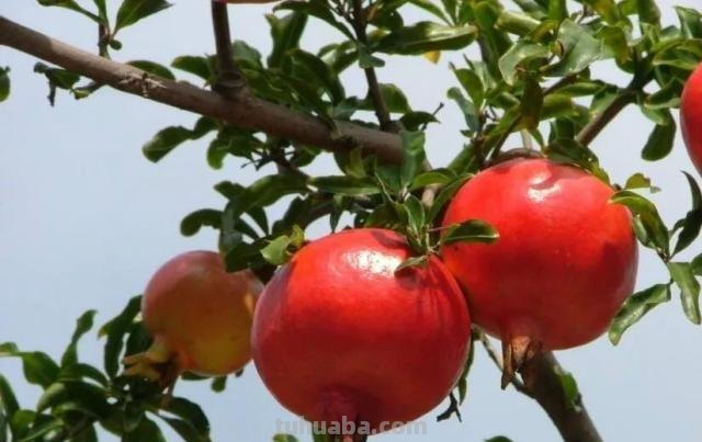 在家也能种石榴,只要学会几个要点,结出一筐不在话下