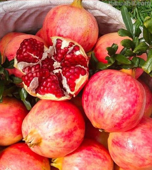 在家也能种石榴,只要学会几个要点,结出一筐不在话下