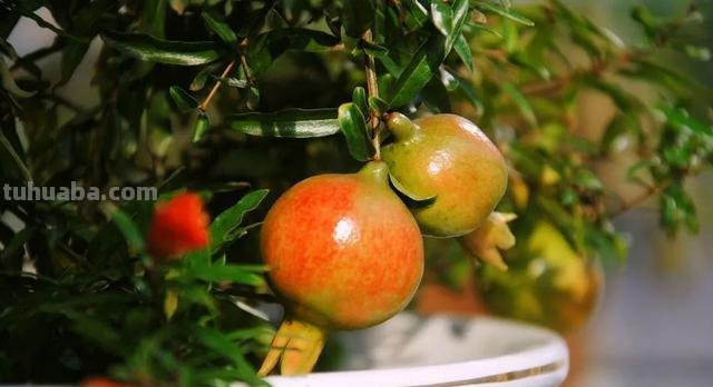 在家也能种石榴,只要学会几个要点,结出一筐不在话下