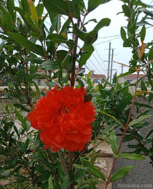 在家也能种石榴,只要学会几个要点,结出一筐不在话下 在家也能种石榴,只要学会几个要点,结出一筐不在话下