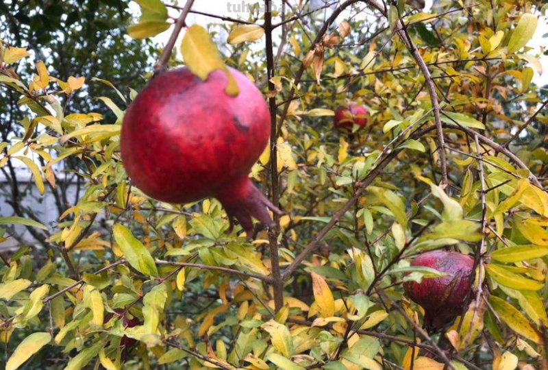 在家也能种石榴,只要学会几个要点,结出一筐不在话下 在家也能种石榴,只要学会几个要点,结出一筐不在话下