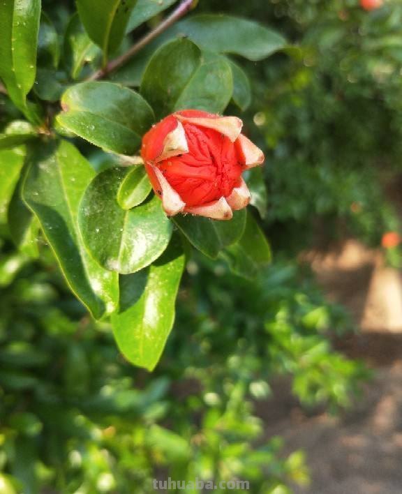 在家也能种石榴,只要学会几个要点,结出一筐不在话下 在家也能种石榴,只要学会几个要点,结出一筐不在话下