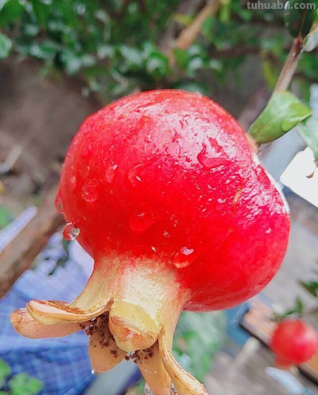 在家也能种石榴,只要学会几个要点,结出一筐不在话下 在家也能种石榴,只要学会几个要点,结出一筐不在话下