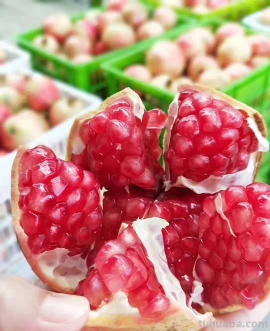 在家也能种石榴,只要学会几个要点,结出一筐不在话下 在家也能种石榴,只要学会几个要点,结出一筐不在话下