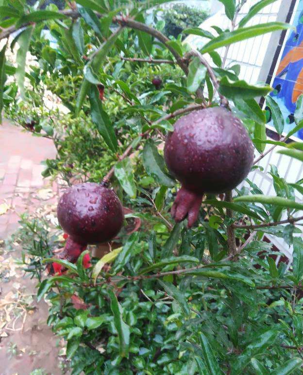 在家也能种石榴,只要学会几个要点,结出一筐不在话下 在家也能种石榴,只要学会几个要点,结出一筐不在话下