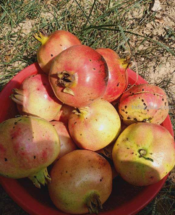 在家也能种石榴,只要学会几个要点,结出一筐不在话下 在家也能种石榴,只要学会几个要点,结出一筐不在话下