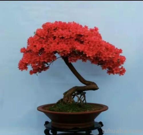 映山红盆景养殖,注意这5点,室内养也能养好