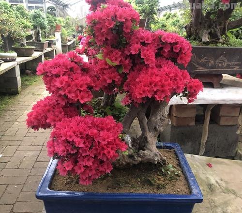 映山红盆景养殖,注意这5点,室内养也能养好
