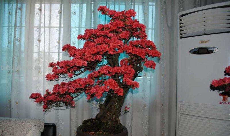 映山红盆景养殖,注意这5点,室内养也能养好