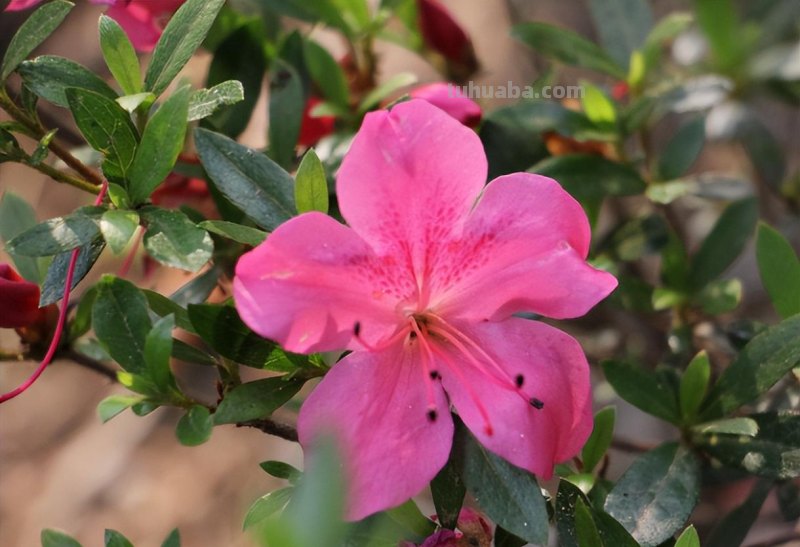 映山红盆景养殖,注意这5点,室内养也能养好 映山红盆景养殖,注意这5点,室内养也能养好