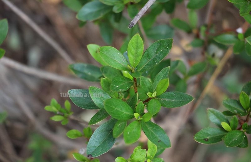 映山红盆景养殖,注意这5点,室内养也能养好 映山红盆景养殖,注意这5点,室内养也能养好