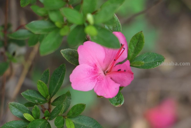 映山红盆景养殖,注意这5点,室内养也能养好 映山红盆景养殖,注意这5点,室内养也能养好
