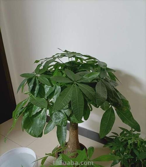 发财树养护4个要点，想要枝繁叶茂，环境是关键