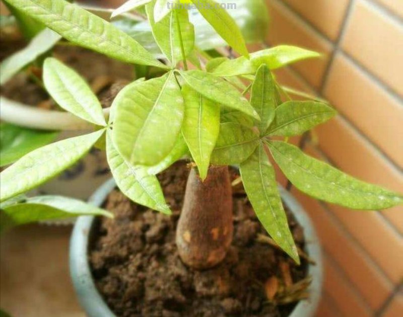 发财树养护4个要点，想要枝繁叶茂，环境是关键