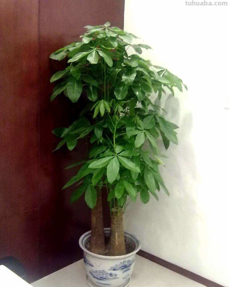 发财树养护4个要点，想要枝繁叶茂，环境是关键