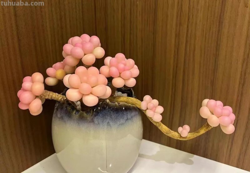 多肉的16种神仙颜值