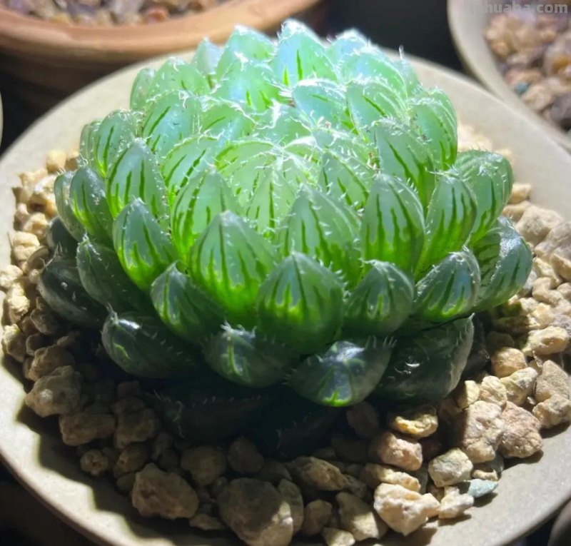 多肉的16种神仙颜值