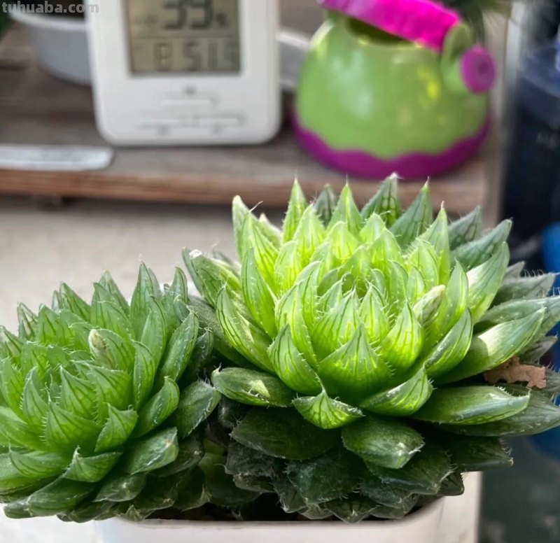 多肉的16种神仙颜值