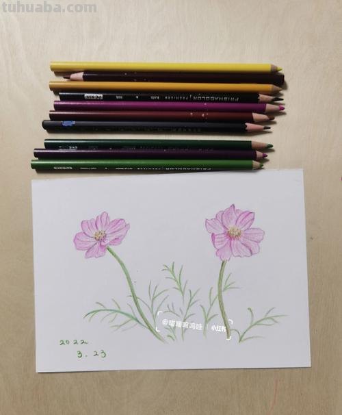 第一眼就爱上了,用彩铅教你画波斯菊花!