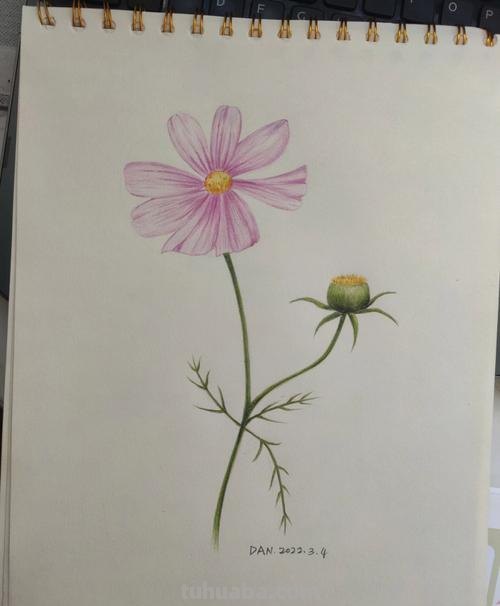 第一眼就爱上了,用彩铅教你画波斯菊花!