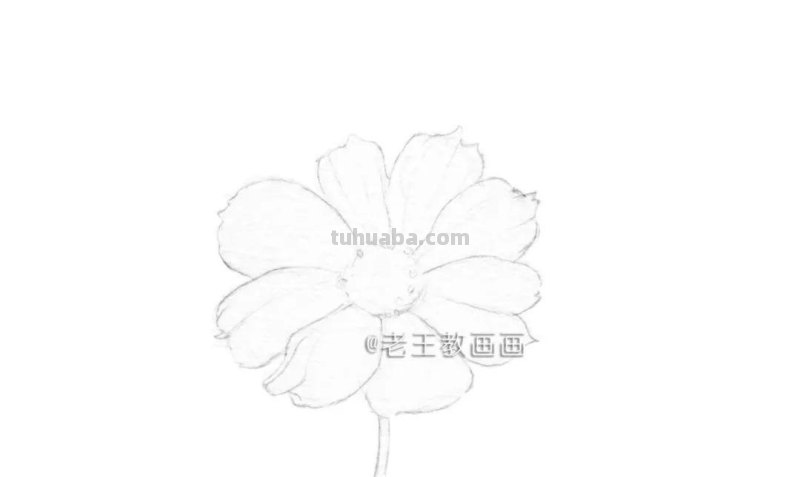 第一眼就爱上了，用彩铅教你画波斯菊花！