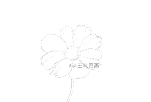 第一眼就爱上了，用彩铅教你画波斯菊花！