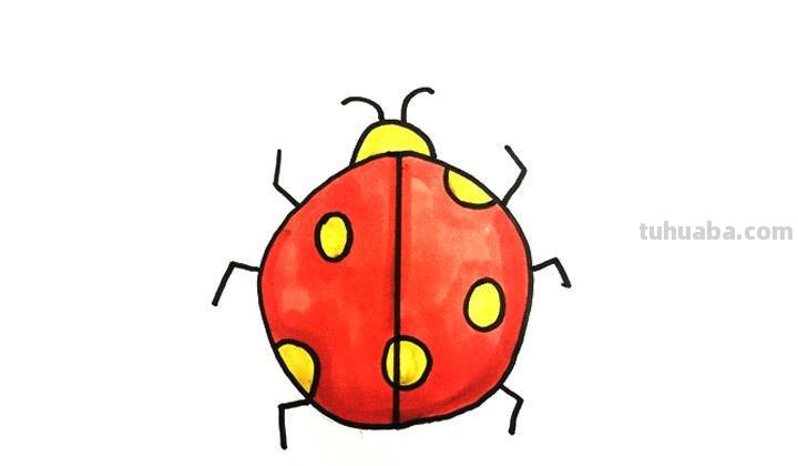 怎样画好看的七星瓢虫 怎样画好看的七星瓢虫图片
