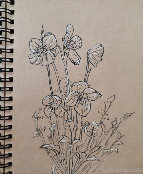 花草建筑速写 速写一盆花要多长时间?