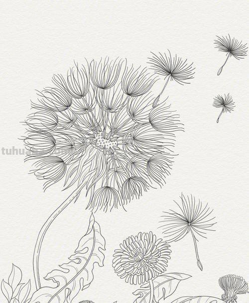 蒲公英简笔画 蒲公英简笔画简单又好看