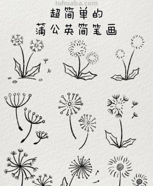 蒲公英简笔画 蒲公英简笔画简单又好看