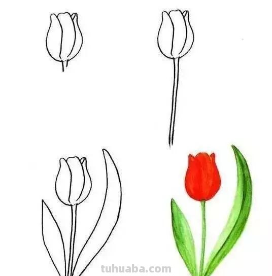 每天学一幅简笔画-30种动、植物画法的图解，一学就会