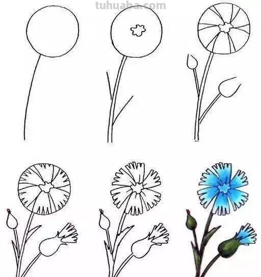 每天学一幅简笔画-30种动、植物画法的图解，一学就会