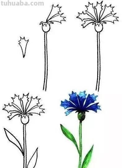 每天学一幅简笔画-30种动、植物画法的图解，一学就会