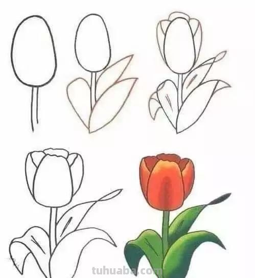 每天学一幅简笔画-30种动、植物画法的图解，一学就会
