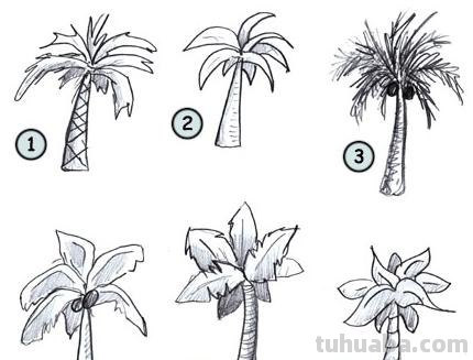 椰子树怎么画 椰子树怎么画