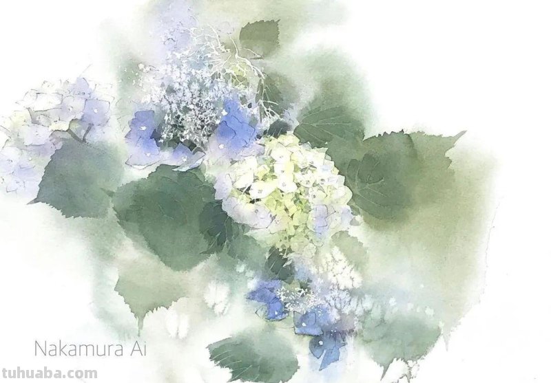 日本著名水彩花卉画家中村爱：三思而后行