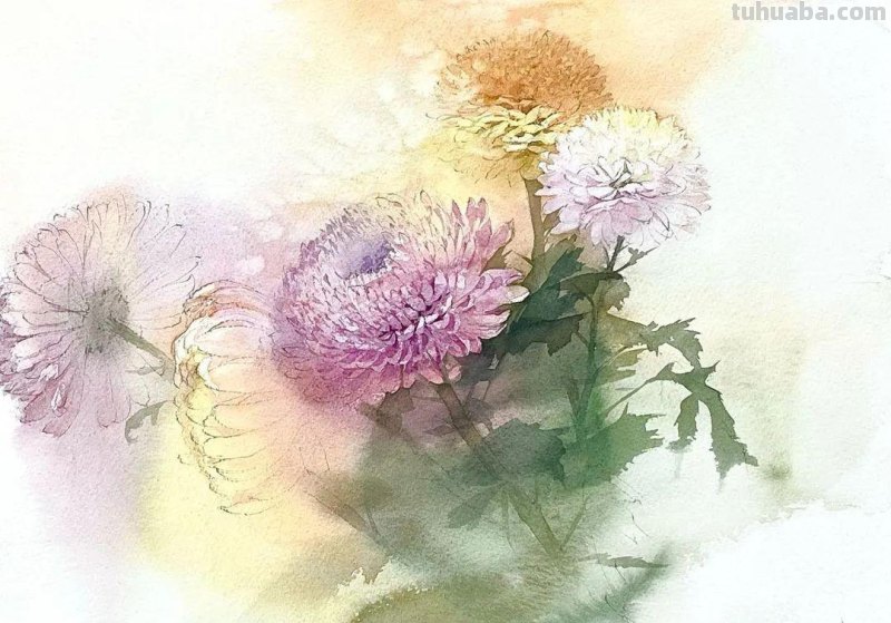 日本著名水彩花卉画家中村爱：三思而后行