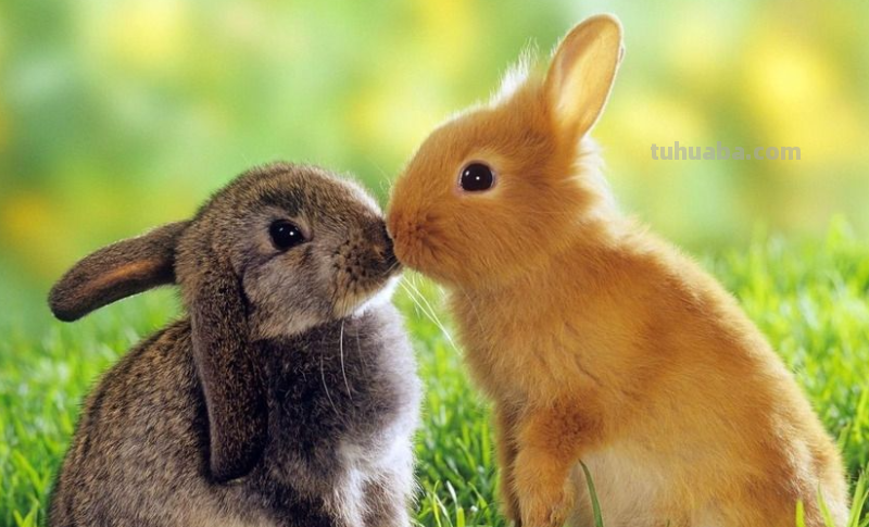 兔子的简笔画怎么画? 兔子的简笔画怎么画?