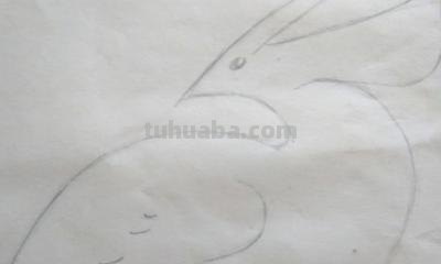 海鸟怎么画简笔画 怎样画鸟【简笔画】? 海鸟怎么画简笔画 怎样画鸟【简笔画】?