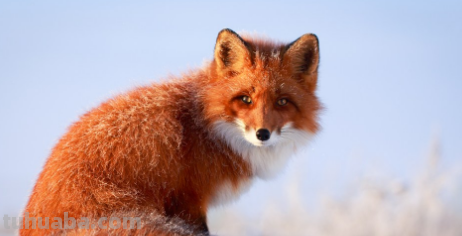 狐狸怎么画简单又漂亮 狐狸怎么画简单又漂亮