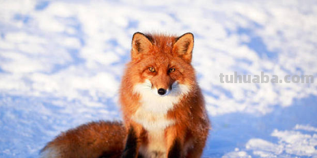 狐狸怎么画简单又漂亮 狐狸怎么画简单又漂亮