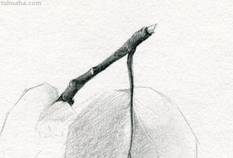 素描基础教程练习，教你画一个大鸭梨