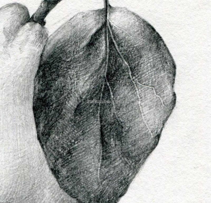 素描基础教程练习，教你画一个大鸭梨