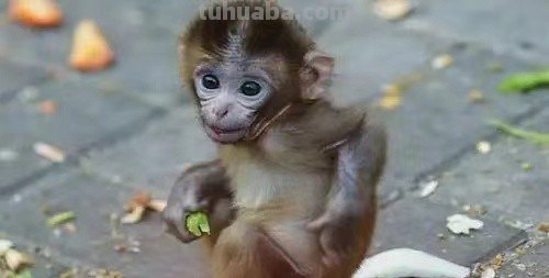 猴子怎么画简笔画